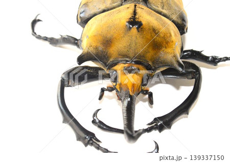 エレファスゾウカブトの白背景 139337150