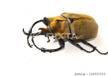 エレファスゾウカブトの白背景 エレファスゾウカブトの白背景 139337153
