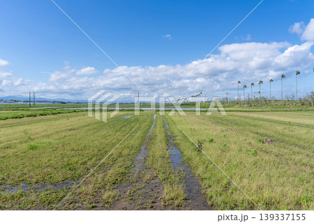 水田と青空の風景 水田と青空の風景 139337155