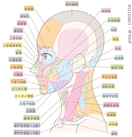 顔と首周り　側面の筋肉図　髪型なし（カラー付き名称あり） 139337158
