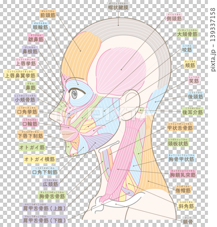 顔と首周り　側面の筋肉図　髪型なし（カラー付き名称あり） 139337158