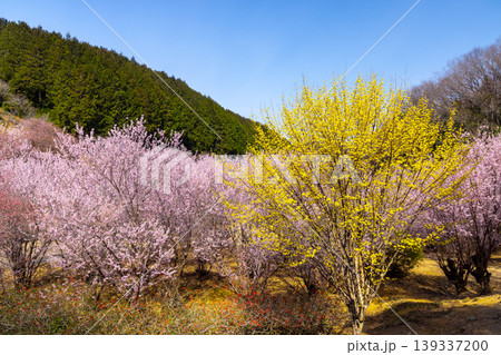 埼玉県比企郡小川町上古寺 花桃、山桜、サンシュユなど春の花が咲く小川町の桃源郷 埼玉県比企郡小川町上古寺 花桃、山桜、サンシュユなど春の花が咲く小川町の桃源郷 139337200