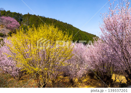 埼玉県比企郡小川町上古寺 花桃、山桜、サンシュユなど春の花が咲く小川町の桃源郷 埼玉県比企郡小川町上古寺 花桃、山桜、サンシュユなど春の花が咲く小川町の桃源郷 139337201