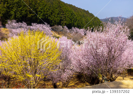 埼玉県比企郡小川町上古寺 花桃、山桜、サンシュユなど春の花が咲く小川町の桃源郷 埼玉県比企郡小川町上古寺 花桃、山桜、サンシュユなど春の花が咲く小川町の桃源郷 139337202