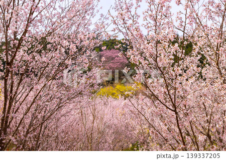 埼玉県比企郡小川町上古寺 花桃、山桜、サンシュユなど春の花が咲く小川町の桃源郷 埼玉県比企郡小川町上古寺 花桃、山桜、サンシュユなど春の花が咲く小川町の桃源郷 139337205