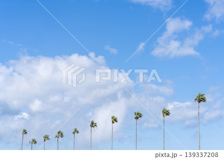 青空とヤシ並木 青空とヤシ並木 139337208