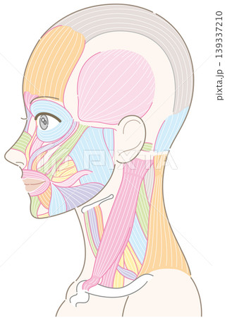 顔と首周り　側面の筋肉図　髪型なし（名称なし） 139337210