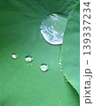 ハスの葉の上で輝く大粒の水滴と反射 139337234