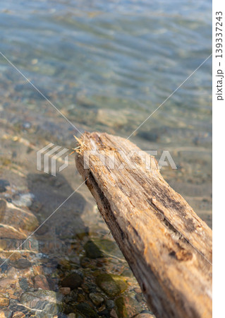 澄んだ水辺から突き出した風化した流木の先端 澄んだ水辺から突き出した風化した流木の先端 139337243