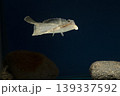 カレイ イシガレイ 海水魚 泳ぐカレイ カレイ イシガレイ 海水魚 泳ぐカレイ 139337592