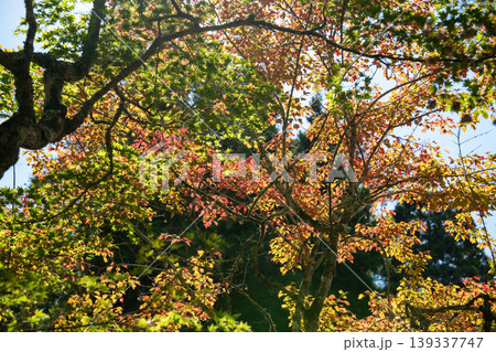 秋の紅葉する木を見上げるイメージ 秋の紅葉する木を見上げるイメージ 139337747