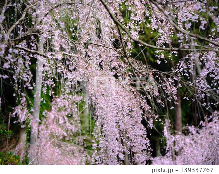 お寺の枝垂れ桜 139337767
