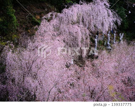 お寺の枝垂れ桜 139337775
