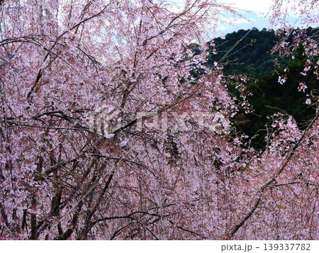 お寺の枝垂れ桜 139337782
