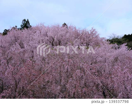 お寺の枝垂れ桜 139337798