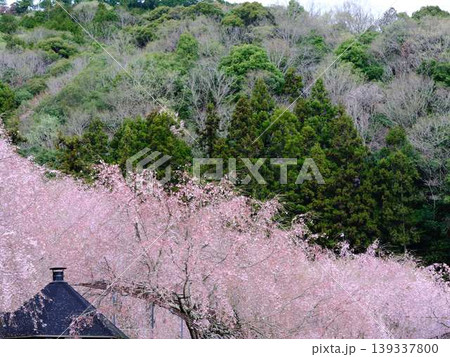 お寺の枝垂れ桜 お寺の枝垂れ桜 139337800