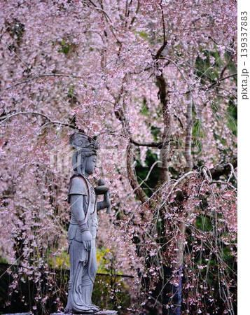 お寺の枝垂れ桜 お寺の枝垂れ桜 139337883