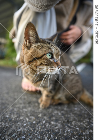 散歩中のキジトラ猫 139337890