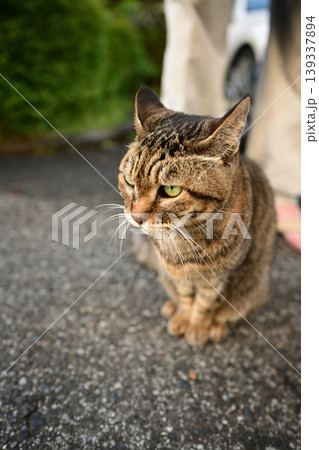 散歩中のキジトラ猫 散歩中のキジトラ猫 139337894
