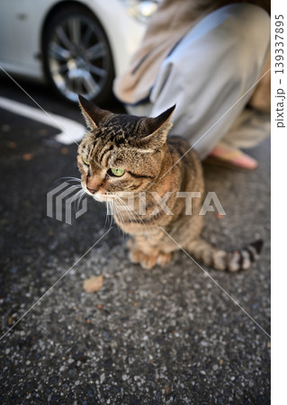 散歩中のキジトラ猫 139337895