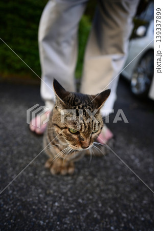 散歩中のキジトラ猫 散歩中のキジトラ猫 139337899