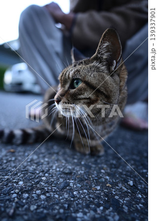 散歩中のキジトラ猫 散歩中のキジトラ猫 139337901