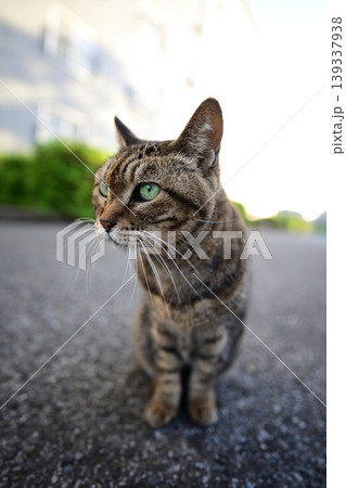 見つめる猫 見つめる猫 139337938