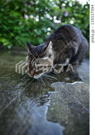 石畳の上で水を飲む猫 石畳の上で水を飲む猫 139337994