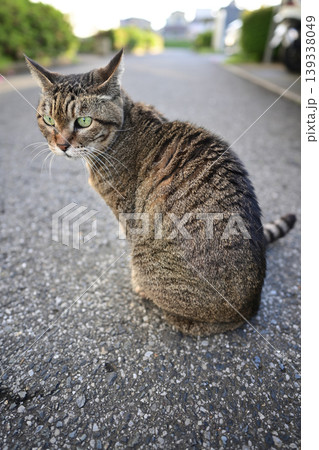 振り返る猫 139338049