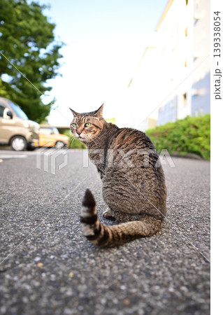 振り返る猫 振り返る猫 139338054