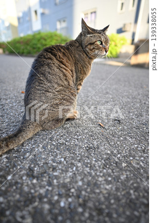 振り返る猫 139338055