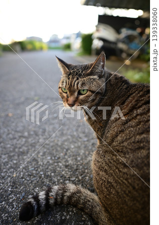 振り返る猫 振り返る猫 139338060