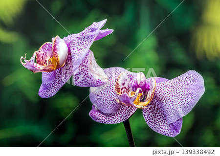 Beautiful Purple Spotted Phalaenopsis Orchid Flowers Blooming on Green Background Beautiful Purple Spotted Phalaenopsis Orchid Flowers Blooming on Green Background 139338492
