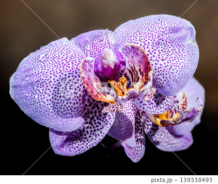 Spotted Purple Phalaenopsis Orchid Blooms With Delicate Water Droplets 139338493