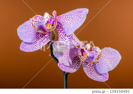 Beautiful Purple Speckled Phalaenopsis Orchid Flowers Against a Brown Background 139338495