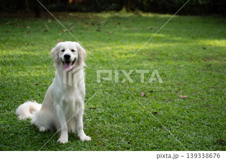 芝生の上に座るゴールデンレトリーバー/自然の中の犬のいる暮らし 芝生の上に座るゴールデンレトリーバー/自然の中の犬のいる暮らし 139338676