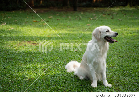 芝生の上に座るゴールデンレトリーバー/自然の中の犬のいる暮らし 芝生の上に座るゴールデンレトリーバー/自然の中の犬のいる暮らし 139338677