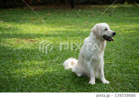 芝生の上に座るゴールデンレトリーバー／自然の中の犬のいる暮らし 139338680
