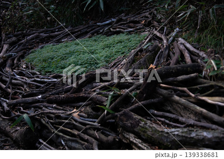 木の根っこ・苔のイメージ 木の根っこ・苔のイメージ 139338681