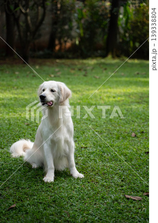 芝生の上に座るゴールデンレトリーバー／自然の中の犬のいる暮らし 139338804