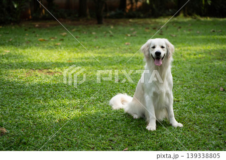 芝生の上に座るゴールデンレトリーバー/自然の中の犬のいる暮らし 芝生の上に座るゴールデンレトリーバー/自然の中の犬のいる暮らし 139338805
