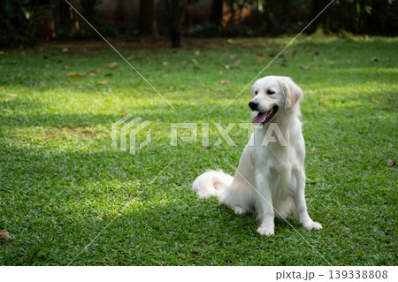 芝生の上に座るゴールデンレトリーバー／自然の中の犬のいる暮らし 139338808
