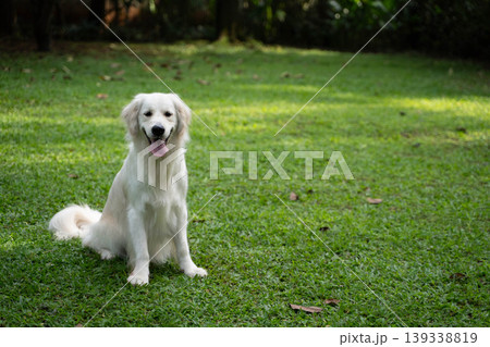 芝生の上に座るゴールデンレトリーバー／自然の中の犬のいる暮らし 139338819