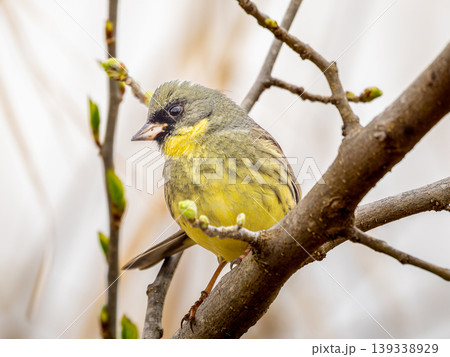 枝にとまるアオジ 枝にとまるアオジ 139338929