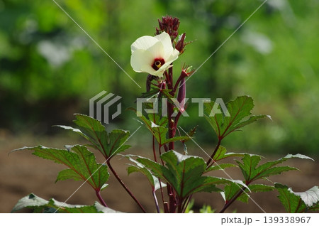 赤色のオクラとオクラの花の様子 139338967