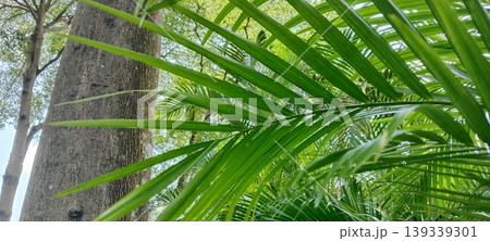 The Beauty of Palm Leaves in a City Park 139339301