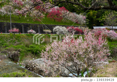 三色花桃咲き誇る花桃の里阿智村 三色花桃咲き誇る花桃の里阿智村 139339419