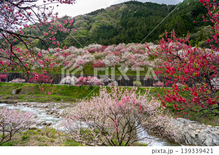 花桃咲き誇る阿智村の春の風景 花桃咲き誇る阿智村の春の風景 139339421