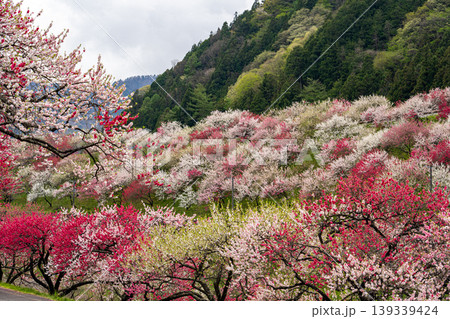 花桃咲き誇る阿智村の春の風景 花桃咲き誇る阿智村の春の風景 139339424