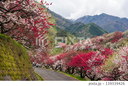 花桃咲き誇る阿智村の春の風景 花桃咲き誇る阿智村の春の風景 139339426